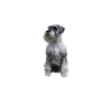 Schnauzer Hund - Schnauzer