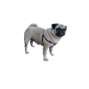 Mops Hund - Mops