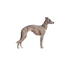 Whippet Hund - Whippet