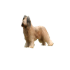 Briard Hund - Briard