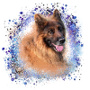 German Shepherd,Shepherd,Dog,Graffiti