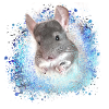 chinchilla,graffiti,painting,angora rabbit