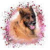 German Shepherd,Shepherd,Dog,Graffiti
