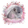 chinchilla,graffiti,painting,baby,pink
