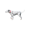 Dalmatiner Hund - Dalmatiner