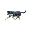 Grosser Schweizer Sennenhund