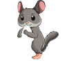 Chinchilla Kinder Mädchen Frauen