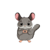 Chinchilla Kinder Jungen