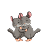 Chinchilla Boys Enfants