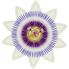Kunstvolle Blüte einer Passionsblume