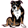 American Bully Pocket