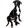 American Bully
