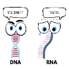 DNA x RNA