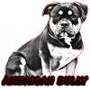 American Bully Pocket