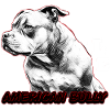 American Bully Pocket