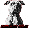 American Bully XL