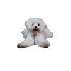 Malteser Hund - Malteser