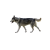 Husky Hund - Husky