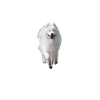 Samojede Hund - Samojede