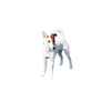 Foxterrier Hund - Foxterrier