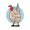 Huhn Hühner Flüsterer