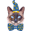 the magician cat