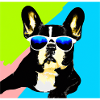Cool dog with sunglasses