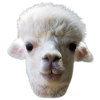Alpaca Portrait