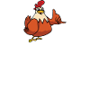 J’aime beaucoup les poulets