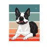 Boston Terrier Dog