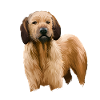 Steirische Grobhaarhund-Illustration