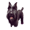 Mittelschnauze Standard Schnauzer Dog Illustration