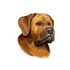 Tosa Dog Aquarelle Peinture Illustration