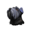 Mittelschnauze Standard Schnauzer Dog Illustration