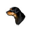 Smalandsstovare Smaland Hound Dog Illustration