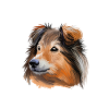 Shetland Sheepdog Dog Aquarelle Illustration