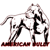 American Bully Pocket