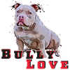 American Pocket BullyLove