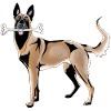 Malinois Schäferhund mit Knochen