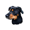 Griffon Bruxellois Dog Aquarelle Illustration