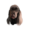 Field Spaniel Dog Aquarelle Illustration