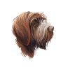 Wirehaired Pointing Griffon Dog Illustration