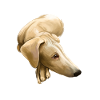 Chippiparai Hund Aquarell Illustration