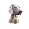 Weimaraner Hund Aquarell Illustration