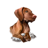 Vizsla Dog Aquarelle Peinture Illustration