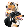 couple Australian Shepherd dogs