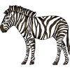 Zebra