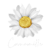 Camomille