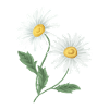 Camomille