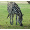 Close up of Zebra